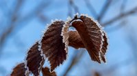 Frost-covered brown leaves hanging on bare winter branch against blue sky background. Cold weather nature scene with ice crystals on foliage.