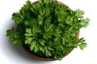 Fresh parsley leaves growing in brown clay pot on white background, overhead view. Organic culinary herbs for cooking and garnishing food.