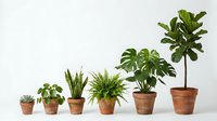 Collection of green houseplants in terracotta pots arranged by size on white surface, indoor gardening and home decor botanical display for plant lovers.