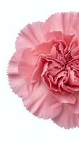 Pink carnation flower with ruffled petals isolated on white background for floral design projects and romantic decorations.