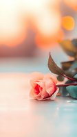 Delicate coral rose with green leaves lying on reflective surface against soft bokeh background in warm sunset colors, creating romantic atmosphere.