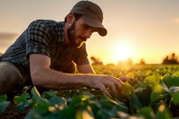Bearded Caucasian farmer in plaid shirt and cap examining young organic crop plants in field during golden sunset, sustainable agriculture concept.