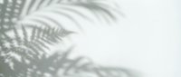 Soft palm leaf shadows cast on white wall, creating natural tropical aesthetic for design and background use.