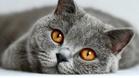 Adorable gray British Shorthair kitten with striking orange eyes lying down, looking directly at camera with sweet expression for pet photography.