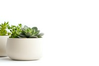 Minimalist composition of green succulent plants in modern white ceramic pots against pure white background, suitable for wellness and lifestyle designs.