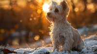 Adorable white West Highland Terrier sitting in snow at golden sunset, backlit with beautiful bokeh effect creating magical winter atmosphere perfect for seasonal greeting cards.