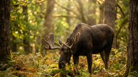 Majestic bull moose with large antlers grazing in sunlit autumn forest with golden light filtering through trees creating peaceful wildlife scene.