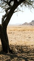 Leopard resting under acacia tree in African savanna landscape with golden grassland and distant mountains creating serene wildlife scene.
