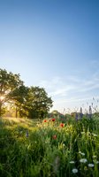Serene countryside meadow with wildflowers and poppies at golden hour sunset, peaceful rural landscape with trees and blue sky for nature backgrounds.