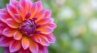 Vibrant pink and orange dahlia flower in full bloom with layered petals against soft green bokeh background for garden and floral design projects.