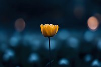 Single yellow tulip glowing against dark blue bokeh background, creating magical spring atmosphere with soft blurred lights and moody evening ambiance.