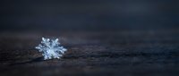 Single delicate snowflake crystal resting on dark wooden surface with dramatic moody lighting and shallow depth of field for winter seasonal designs.