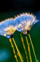 Delicate dandelion seeds covered in morning dew drops catch golden sunlight, creating magical sparkles against dark green background. Nature macro photography.