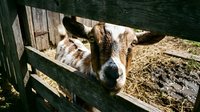 Goat with brown and white markings resting on wooden fence in farm enclosure with straw bedding and green wooden gate, suitable for agricultural, rural lifestyle, and farming content.