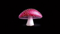 Red and white spotted mushroom amanita muscaria on black background, glowing magical forest toadstool isolated for creative design projects.