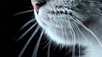 Close-up macro shot of white cat whiskers and nose against dark background, showing detailed texture of facial features and sensory vibrissae in dramatic lighting.
