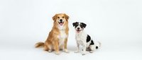 Two adorable dogs sitting together on white background, golden retriever and border collie mix puppy, perfect for pet care advertising and design projects.