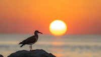 Seagull silhouette perched on rock during golden sunset over calm ocean waters creating peaceful coastal scene for relaxation and travel themes.