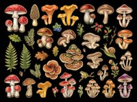 Mushroom and fungi collection with various species, plants, and botanical elements isolated on transparent background. Ready for clipart, t-shirt design, stickers, print-on-demand products, and sublimation projects.