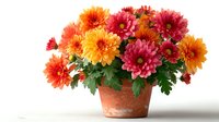 Vibrant autumn chrysanthemums in terracotta pot, featuring orange, yellow, and deep pink blooms with fresh green foliage against white background.