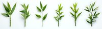 Fresh green bamboo leaves and stems arranged in row on white background, isolated botanical elements for natural design projects and eco-friendly concepts.