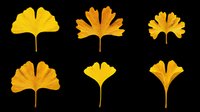 Six golden yellow ginkgo leaves in various shapes, isolated on transparent background. Ready for autumn clipart, t-shirt design, stickers, sublimation, and print on demand projects.