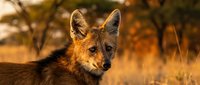 Red fox portrait in golden autumn sunlight with warm bokeh background and natural wildlife habitat setting.