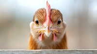 Close up portrait of ginger chicken with bright eyes and red comb looking directly at camera, funny farm animal face expression against blurred background.