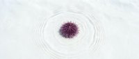 Purple sea urchin floating on calm water surface with gentle ripples creating concentric circles in minimalist marine life composition.