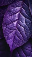 Macro shot of purple leaf showing detailed natural texture and veins pattern against dark background. Artistic nature photography with dramatic lighting.