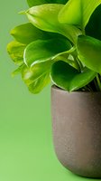 Fresh green leaves of Peperomia obtusifolia houseplant in gray ceramic pot against vibrant green background, macro photography with water drops on foliage.