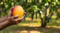 Farmer's hand holding fresh ripe mango in orchard garden. Harvest season agriculture produce for food, farming, and organic fruit marketing materials.