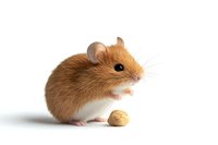 Adorable ginger hamster with white belly sitting next to small nut on pure white background. Isolated pet photo for veterinary, pet shop and animal care designs.