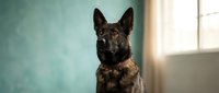 German Shepherd dog sitting indoors with natural window lighting, alert expression and attentive pose for pet training and obedience concepts.