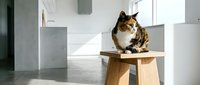 Tabby and white cat sitting on wooden stool in minimalist modern interior with concrete walls and natural light, suitable for pet care, home decor, and lifestyle content.