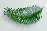 Single green palm leaf isolated on white background, tropical foliage with detailed texture and natural curve suitable for botanical designs and summer themes.
