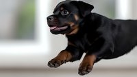 Adorable Rottweiler puppy lying down with tongue out, black and tan coat, friendly expression, perfect for pet care and animal lover content.