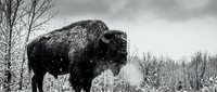 Majestic bison standing in snowy winter landscape with bare trees and cloudy sky. Powerful wildlife photography capturing strength and endurance in nature.