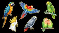 Colorful parrot collection featuring macaws, cockatoos, and parakeets isolated on transparent background. Ready for t-shirt designs, clipart, stickers, sublimation, and print-on-demand products.