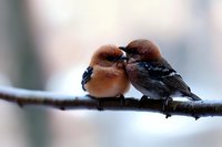 Two small brown finches perched close together on tree branch showing affection, soft blurred natural background creates romantic mood for Valentine's Day or love concept.