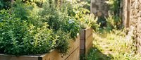 Raised garden beds with fresh green herbs and vegetables growing in sunny outdoor space, perfect for gardening, agriculture, and landscaping projects.