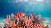 Red striped fish swimming among colorful coral formations on sandy ocean floor with sunlight filtering through blue water for marine life and underwater ecosystem content.