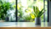 Snake plant in modern gray pot on wooden table against blurred green garden background through window, creating peaceful indoor atmosphere.