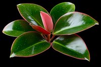 Fresh green and red leaves of Ficus elastica plant against black background, close up macro photography showing natural texture and glossy surface detail.