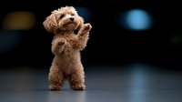Adorable brown Maltipoo puppy standing on hind legs with paws up in begging position against dark background, showing playful and charming personality.