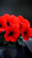 Vibrant red geranium flowers in macro view against dark background, showing delicate petals and deep centers. Natural floral composition for garden themes.