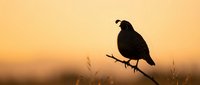 Silhouette of a bird perched on a branch against a warm golden sunset sky with soft, blurred grass in the foreground, suitable for nature and wildlife backgrounds.