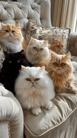Group of Persian cats with different coat colors lounging together on luxurious tufted beige sofa, showing their distinctive flat faces and long fluffy fur.