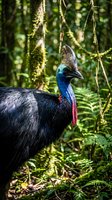 Southern cassowary bird with vibrant blue neck and casque standing in lush tropical rainforest with moss-covered trees and ferns creating natural habitat.