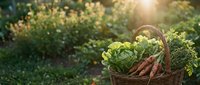 Fresh organic vegetables in wicker basket at sunset garden with carrots lettuce and herbs for healthy cooking and farm to table lifestyle.